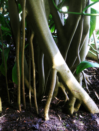 tropical tree roots, roots and trunks of a tropical tree  Kew Gardens tropical house, London, UK の写真素材