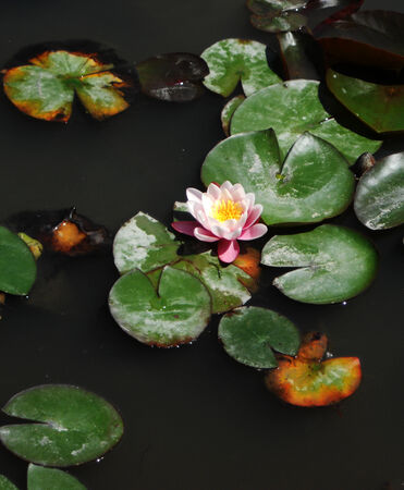 Waterlilly 2, waterlilly flower and leaves on waterの写真素材