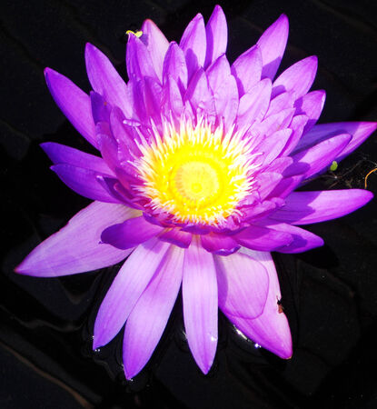 Waterlilly 5, purple waterlilly flower  lotus  against dark waterの写真素材