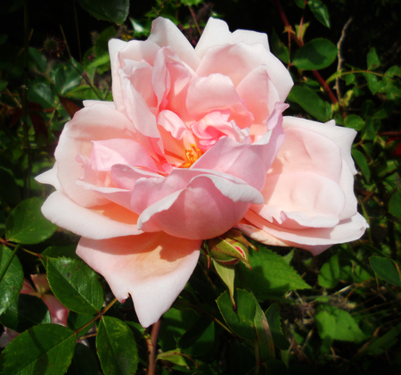 Albertine rose 3, a pink Albertine rose in sunlight, UKの写真素材