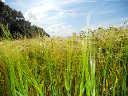 Barley field, Edge of a field of young Barley growing in sunshineの写真素材