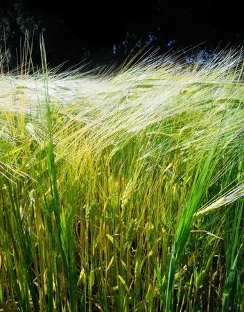 Barley growing in sunlight 3, Edge of a field of young Barley growing in sunshineの写真素材