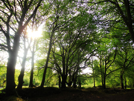 beech Forest 2, sunlight through beech tree folliage, southern UKの写真素材