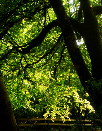 beech Forest 3, sunlight through beech tree folliage, southern UKの写真素材