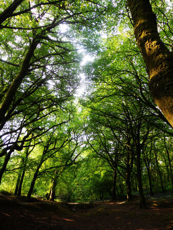 beech Forest 5, beech forest in summer with track, UKの写真素材