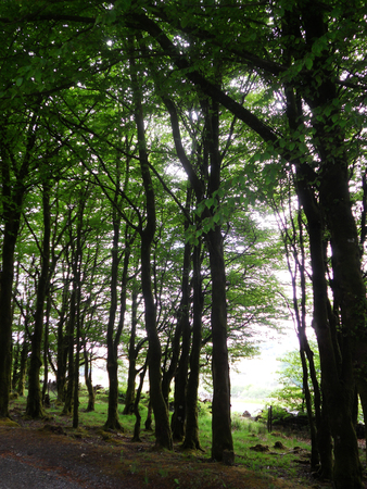 beech Forest 9, a row of beech trees in southern Englandの写真素材