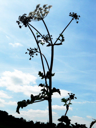 British wildflower silhouette 1, silhouette of a British wild flower  Surrey, UK の写真素材