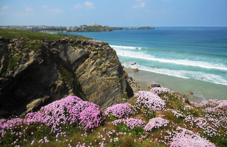 Cornish cliffs 8, pink wild-flowers on cliff top, and ocean, Cornwall, Britainの写真素材