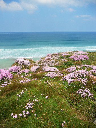 Cornish cliffs 9, pink flowers on cliff top, and ocean, Cornwall, Britainの写真素材