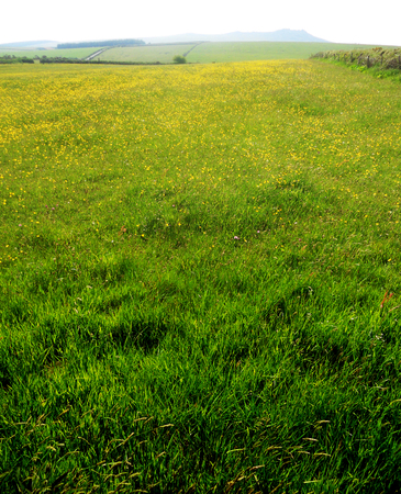 Cornish fields 9, field of grass with yellow wildflowers, Cornwall, UKの写真素材