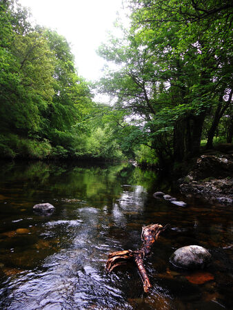 a small river through a summer forest, Dartmoor, Devon UKの写真素材