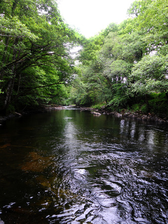 small river through a summer forest, Dartmoor, Devon UKの写真素材