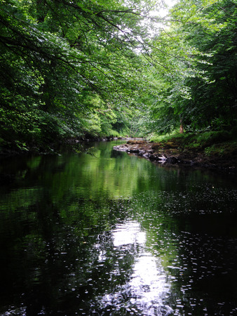 small river through a summer forest, Dartmoor, Devon UKの写真素材