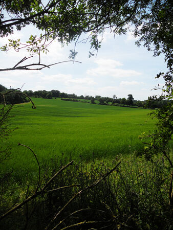 view of field of cereal and hedgerows, UKの写真素材