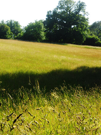  warm summer sunshine on a grass field, Englandの写真素材