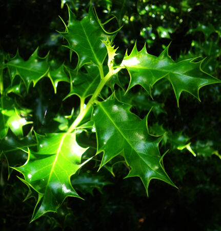 sunshine through the leaves of a horse chestnut tree in early summer, UKの写真素材
