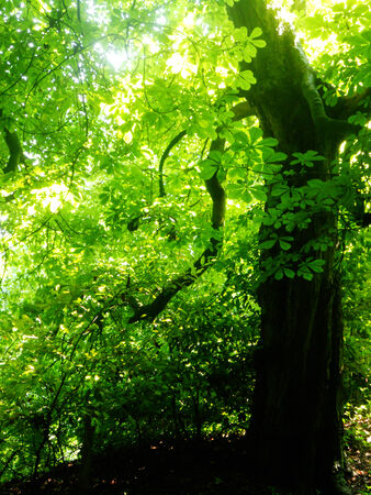 warm sunshine through the leaves of a horse chestnut tree in early summer, UKの写真素材