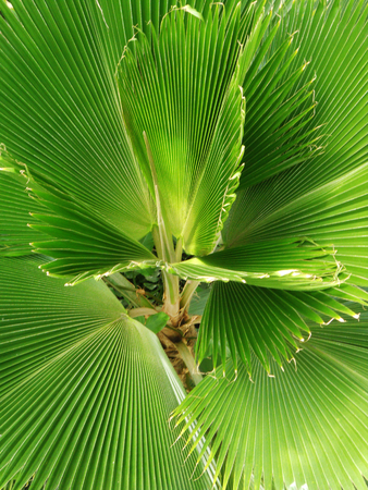 green palm leaves growing in jungleの写真素材