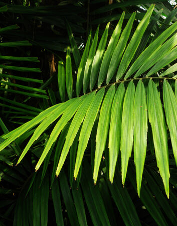 green palm leaves growing in rain forestの写真素材