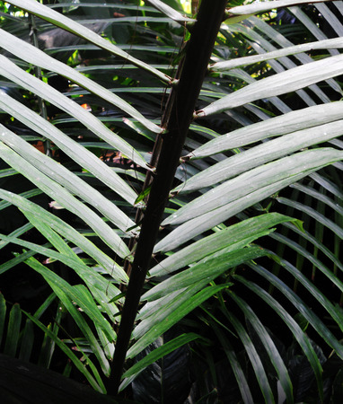 palm leaves 4, dark green palm leaves growingの写真素材