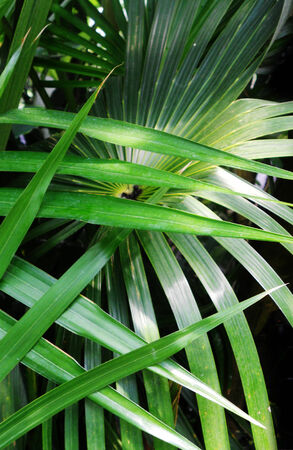 dark green palm leaves growingの写真素材