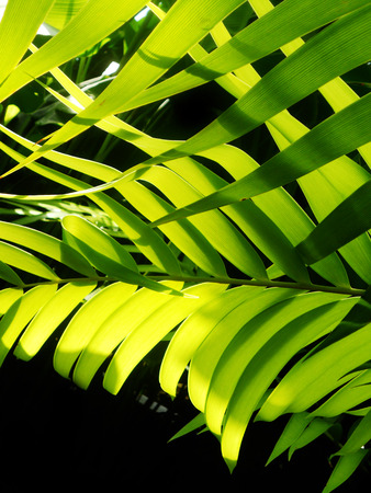 green palm leaves growing in Asiaの写真素材