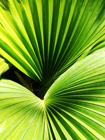 downward view of green palm leaves growing in Asiaの写真素材