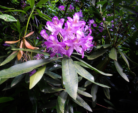 rhododendron flower, purple rhododendron flower growing in the UKの写真素材