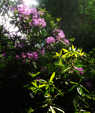 rhododendron flowersの写真素材