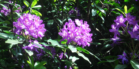 wild rhododendron flowers, Surrey, UKの写真素材