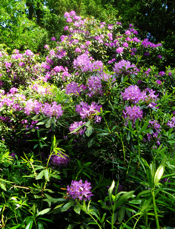 rhododendron flowers の写真素材