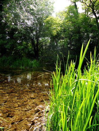 small stream in summer with reeds, UKの写真素材
