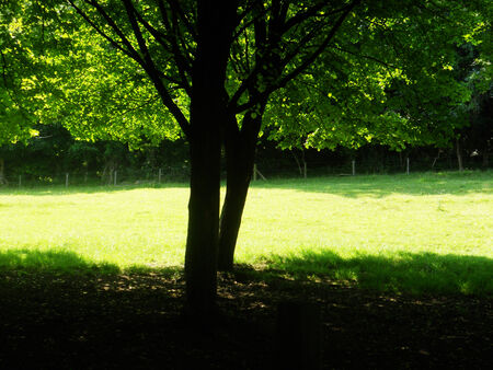 a bright band of sunlight and a tree in shadowの写真素材