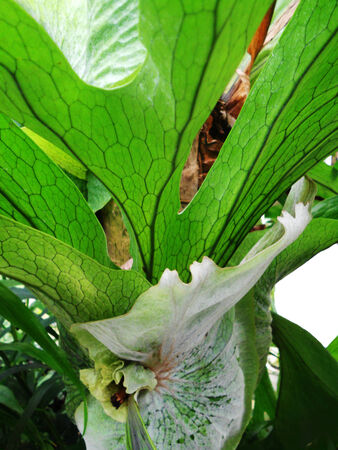 tropical plant  plants in the tropical houseの写真素材