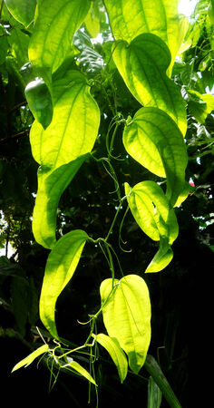 tropical plant leaves of a climbing tropical plant in sunlightの写真素材