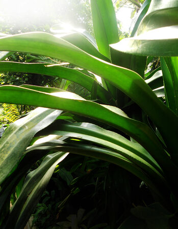 tropical plants closeup of a jungle plantの写真素材