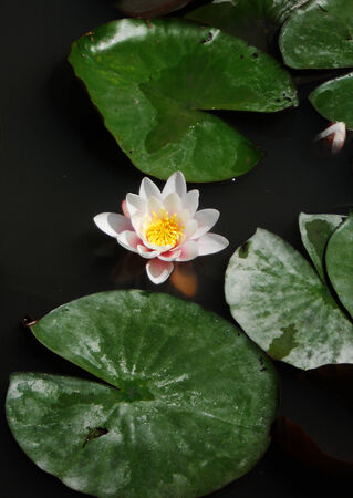 Waterlilly 1, beautiful lotus flower and leaves in a dark pondの写真素材