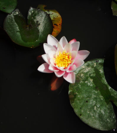 beautiful lotus flower and leaves in a dark pondの写真素材