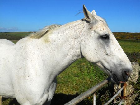 a white horse in a field by a metal gate, Cornwall, UKの写真素材