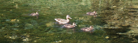Mallard mother and ducklings swimming in shallow stream, UKの写真素材