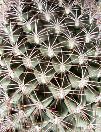 cactus texture, closeup of cactus spinesの写真素材