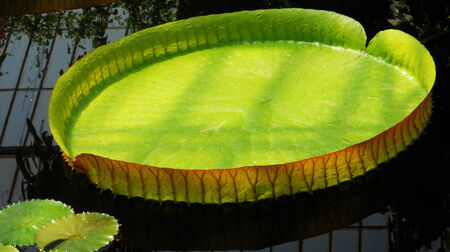 the distinctive leaf of a giant Lilyの写真素材