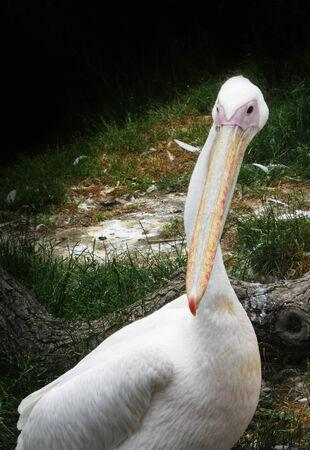 An American Pelicanの写真素材