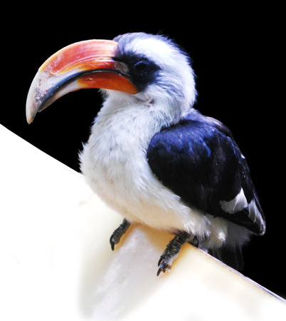 a small species of toucanの写真素材