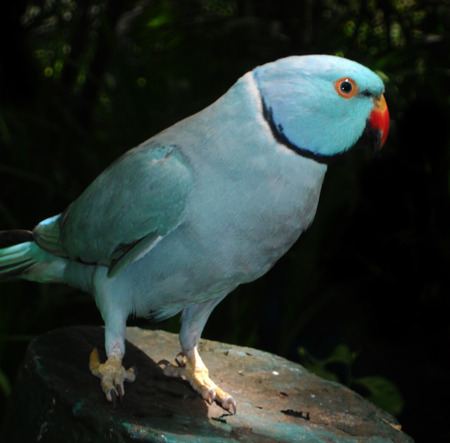a turquoise member of the parrot familyの写真素材