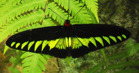 a beautiful tropical butterfly with wings outstretchedの写真素材