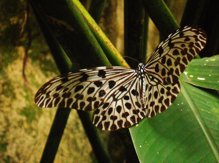  a tropical butterfly seen from aboveの写真素材