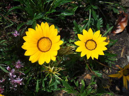  closeup of two yellow flowers growingの写真素材