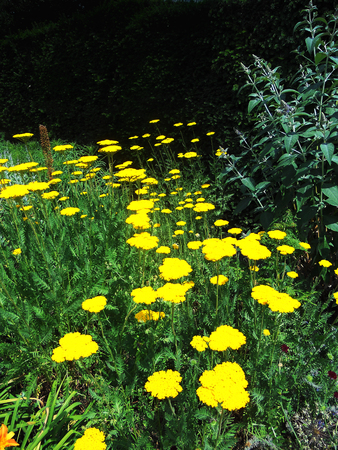 small yellow flowers growing in a garden border, UKの写真素材