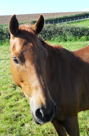 Chestnut horse, closeup of the front of a chestnut colored horse, UKの写真素材